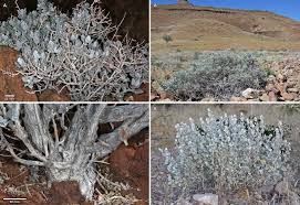 Image result for Petalidium englerianum