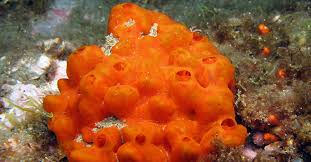 Image result for Crambe kilimandscharica