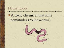 Our application rates we recommend 1,000,000 nematodes per 2000 square feet (500 per sq/ft). Pest Management Notes Pests Ppt Download