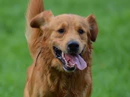 This will be the color of the coat when they are older. Red Golden Retriever The Complete Guide Puppies Price Differences Golden Hearts
