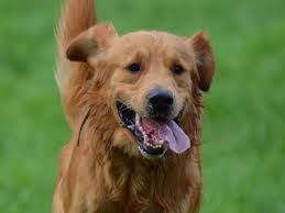 Are golden retrievers dangerous dogs? Red Golden Retriever The Complete Guide Puppies Price Differences Golden Hearts