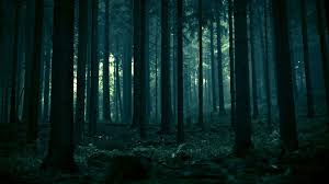 Here you can get the best fantasy forest wallpapers for your desktop and mobile devices. Anime Dark Forest Wallpapers Top Free Anime Dark Forest Backgrounds Wallpaperaccess