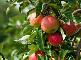 As with most fruit, apples produce best when grown in full sun, which means six or more hours of direct summer sun daily. Apple Tree Diaco S Garden Nursery And Garden Centre