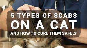 If your cat's miliary dermatitis is caused by fleas, a comprehensive flea treatment should be part of the solution along with one of the home remedies for cat scabs. Cat Scabs Feline Acne Flea Allergy Dermatitis Skin Condition Meowkai