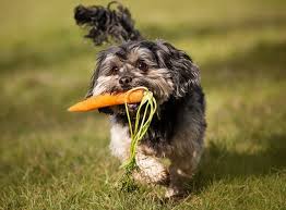 Vegetables Dogs Can Eat 11 Fruits And Veggies Good For Dogs