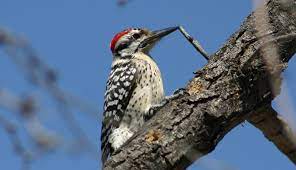 Check spelling or type a new query. Ladder Backed Woodpeckers A Common Bird In Most Of Texas