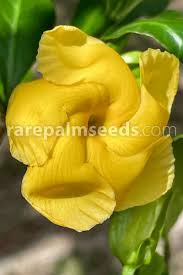 Image result for Tabernaemontana penduliflora