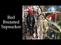 They are black on the back and wings with bars; Red Breasted Sapsucker Feeding Youtube