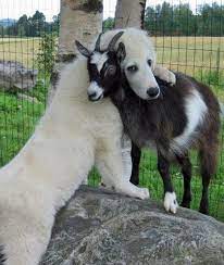 15 Interspecies Animal Hugs Mom Me Animals Friendship Dogs Hugging Cute Animals