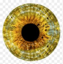 Sharingan, rinnegan, mangekyou, itach byakugan, kakashi eye contacts available @coleyes. Eye Lenses Brown Contact Lens Png Pngegg