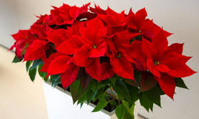 La flor de pascua decoración en uñas debe ser aproximadamente como en la foto. Caracteristicas De La Flor De Pascua