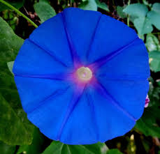Image result for Ipomoea cairica