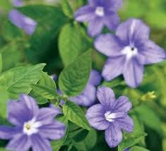 Image result for Browallia americana