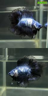 Item Fwbettasdt1438851601 Blue Black Marble Dthm Male Aa882 Ends Thu Aug 6 2015 04 00 01 Am Cdt Betta Betta Fish Siamese Fighting Fish