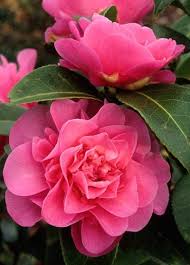 Camellia X Williamsii Debbie New Zealand 1966 With Images Viragok Kamelia Viragos Kert
