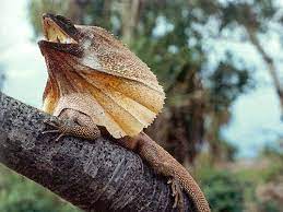 Top 10 Strangest Animals - Listverse Weird Animals Unusual Animals Animals