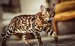 Bengal Cat Breed Information, Pictures, Behavior and Care