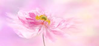 Choose from hundreds of free flower wallpapers. Peony Feng Shui For Peach Blossom Luck Feng Shui Beginner
