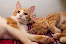 Interested in adopting another pet? Why Kittens Are Paired Furrr Feline Rescue Adopt Cats Kittens Nh