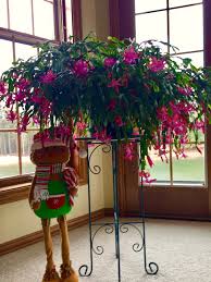 Advice for christmas cactus care tells us that it performs well under average home conditions with moderate care. Christmas Cactus Care Beat Your Neighbor