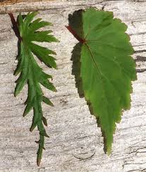 Image result for Begonia sutherlandii
