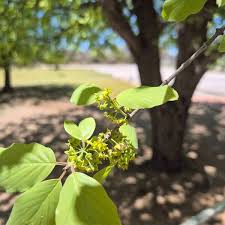 Image result for Berchemia discolor