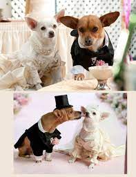 Pin By Patti Anton On Movie Love Beverly Hills Chihuahua Chihuahua Dogs