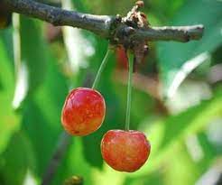 Check spelling or type a new query. Governor Wood Cherry Fruit Trees For Sale Order Online