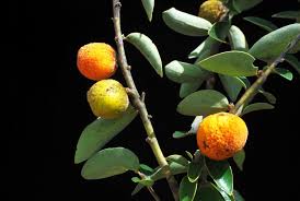 Image result for Diospyros virgata