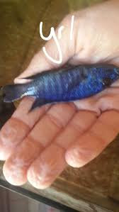 Ahli Mavi Prenses Ayrimi Ve Cinsiyet Ayrimi