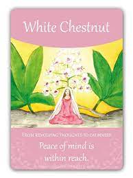 white chestnut bach flower oracle card by susanne winberg message peace of mind is within reach with the bach flowers bach flower remedies flower essences