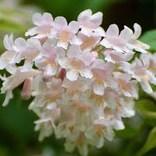 Image result for Kolkwitzia amabilis