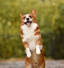 Lively Little Dogs When Corgis And Golden Retrievers Mix Tindog