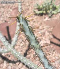 Image result for Euphorbia schinzii