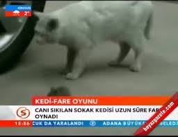 Kedi Fare Oyunu
