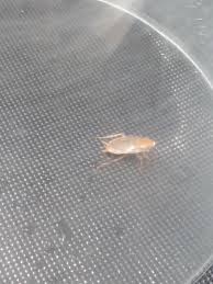 Blatte Jardin Ou Maison