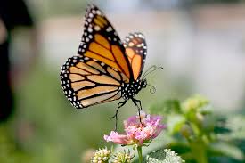 Check spelling or type a new query. Monarch Butterfly Population Moves Closer To Extinction Peninsula Daily News