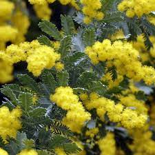 You may want to order your golden mimosa tree (acacia baileyana) online now while they are in stock, supplies are limited. Buy Bailey Acacia Acacia Baileyana 10 Seeds Online Seeds Hobbyseeds Store