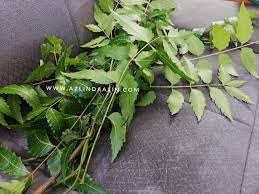 Mamanya mendapat kecelakaan lalu lintas, hingga betisnya mengalami patah tulang dan tulang dekat bahunya juga patah. Akhirnya Dapat Daun Mambu Semambu Neem Leaf Di Kuil Untuk Chicken Pox Daim Azlinda Alin Malaysian Parenting Lifestyle Beauty Blogs