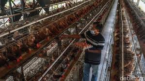 Ayam petelur yang berusia 18 minggu di bandrol dengan harga yang sedikit lebih mahal yaitu rp. Rincian Modal Buat Bisnis Ayam Petelur Tertarik