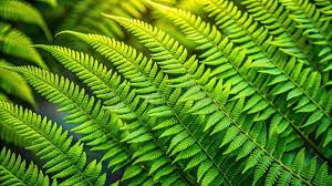 Image result for Aleuritopteris