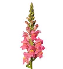 Image result for Antirrhinum
