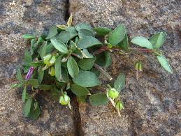 Image result for Afrohybanthus enneaspermus