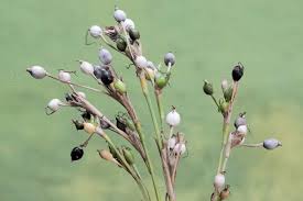 Image result for Coix lacryma-jobi