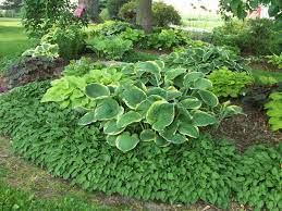 An organic solution that works! Design Ideas For Hosta Gardens Favorite Perennials
