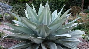 Image result for Walleria mackenziei