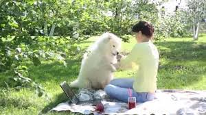 A hungry wolf was out searching for a meal. Girl Feeding Her Dog Park Picnic Beautiful Brunette Big White Video By C Futag Mail Ru Stock Footage 198233914
