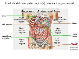 If you plan to enter a healthcare profession such as nursing, this is something you'll use on the job when performing. What Organs Are In The 9 Abdominopelvic Regions