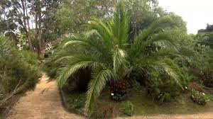 Voir cette épingle et d'autres images dans places to visit par rio. Jardin Exotique De Roscoff Youtube