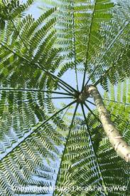 Image result for Schizolobium parahyba